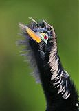 Anhinga